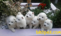 Irk Garantili Samoyed Yavrularımız 1