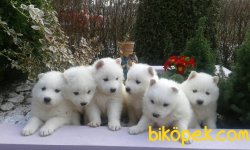 Irk Garantili Samoyed Yavrularımız 3