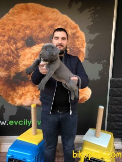 IRK GARANTİLİ SATILIK CANE CORSO YAVRULARI 4