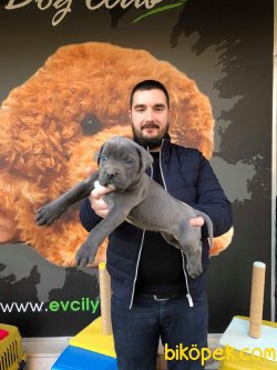 IRK GARANTİLİ SATILIK CANE CORSO YAVRULARI 3