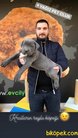 IRK GARANTİLİ SATILIK CANE CORSO YAVRULARI 2