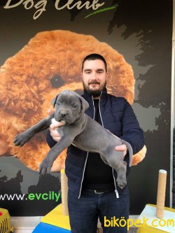 IRK GARANTİLİ SATILIK CANE CORSO YAVRULARI 1