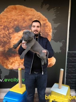 IRK GARANTİLİ SATILIK CANE CORSO YAVRULARI 5
