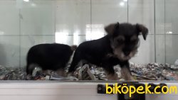 Irk Garantili Schnauzer Yavrularımız 3