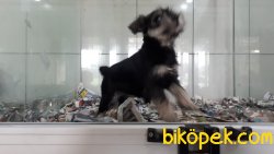 Irk Garantili Schnauzer Yavrularımız 2