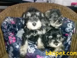 Irk Garantili Schnauzer Yavrularımız 4