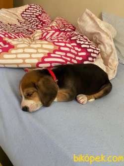 Irk Garantili Sevimli Beagle Yavrular 3