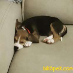 Irk Garantili Sevimli Beagle Yavrular 2