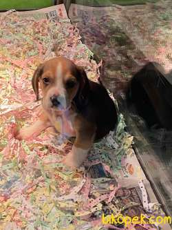 Irk Garantili Sevimli Beagle Yavrular 1