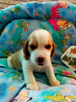 Irk Garantili Sevimli Beagle Yavrularımız 5