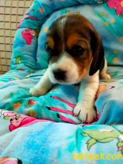 Irk Garantili Sevimli Beagle Yavrularımız 3