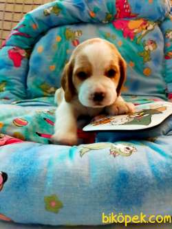 Irk Garantili Sevimli Beagle Yavrularımız 4