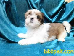 IRK GARANTİLİ SEVİMLİ SHİH TZU YAVRULAR 4