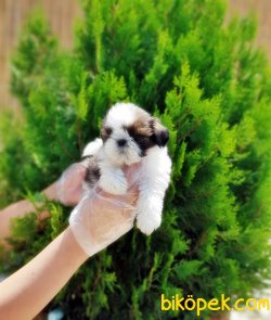 IRK GARANTİLİ SHİH TZU YAVRULARIMIZ 3