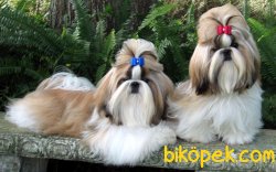 Irk Garantili Shihtzu Yavrularımız 3