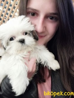 Irk Garantili Shihtzu Yavrularımız 1