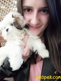 Irk Garantili Shihtzu Yavrularımız 2