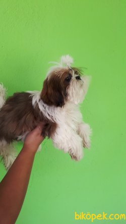 Irk Garantili Shıhtzu Yavrularımız 3