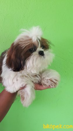 Irk Garantili Shıhtzu Yavrularımız 1