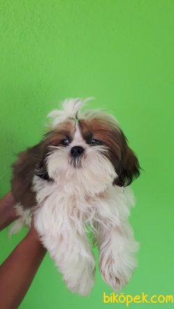 Irk Garantili Shıhtzu Yavrularımız 2