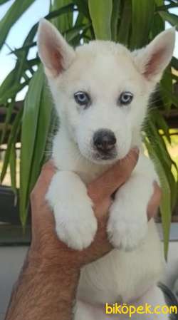 Irk Garantili Sibirya Kurdu (Husky) Yavrular 1