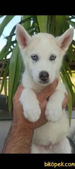 Irk Garantili Sibirya Kurdu (Husky) Yavrular 2