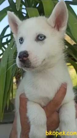 Irk Garantili Sibirya Kurdu (Husky) Yavrular 3