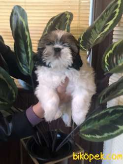 Irk Garantili Şirin Shih Tzu Yavrularımız 1