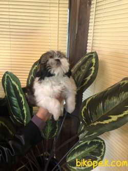 Irk Garantili Şirin Shih Tzu Yavrularımız 5