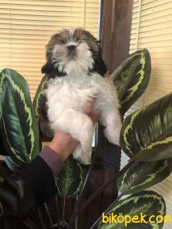 Irk Garantili Şirin Shih Tzu Yavrularımız 4