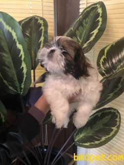 Irk Garantili Şirin Shih Tzu Yavrularımız 3