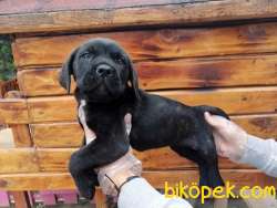 Irk Garantili Siyah Cane Corsa Yavruları 4