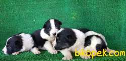 Irk Garantili Sözleşmeli Olarak Border Collie Yavrularımız 2