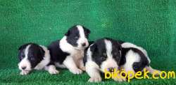 Irk Garantili Sözleşmeli Olarak Border Collie Yavrularımız 3