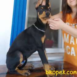 Irk Garantili Sözleşmeli Olarak Doberman Yavrularımız