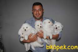 Irk Garantili Sözleşmeli Olarak Samoyed Yavrularımız