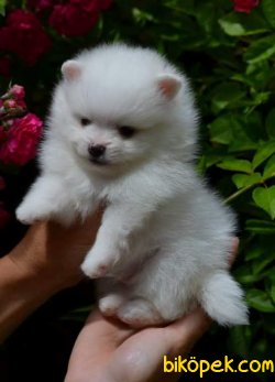 Irk Garantili Spitz Yavrularımız 3