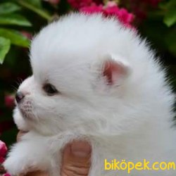 Irk Garantili  Spitz Yavrularımız 2