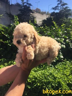 Irk Garantili Toy Poodle 2