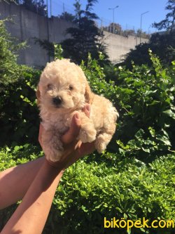 Irk Garantili Toy Poodle 1