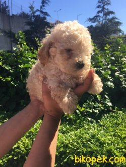 Irk Garantili Toy Poodle 3