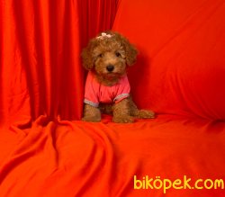 Irk Garantili Toy Poodle Yavrular 3
