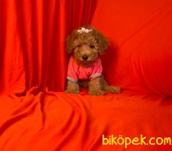 Irk Garantili Toy Poodle Yavrular 1