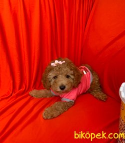 Irk Garantili Toy Poodle Yavrular 2