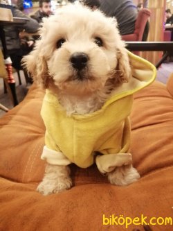 Irk Garantili Toy Poodle Yavrularımız 1