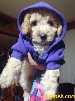 Irk Garantili Toy Poodle Yavrularımız 3