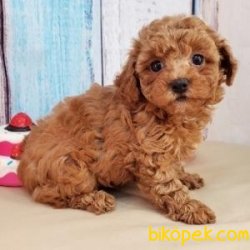 Irk Garantili Toy Poodle Yavrularımız 3