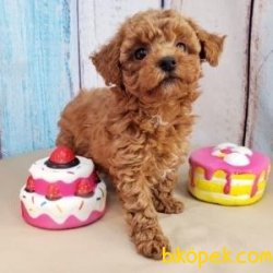 Irk Garantili Toy Poodle Yavrularımız 2
