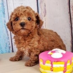 Irk Garantili Toy Poodle Yavrularımız 1
