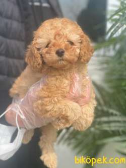 IRK GARANTİLİ TOY POODLE YAVRULARIMIZ 2